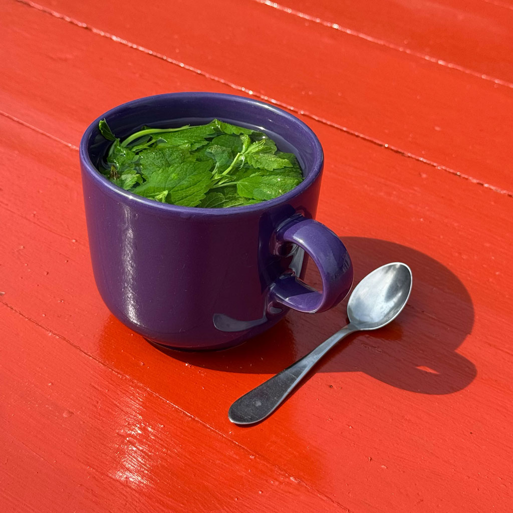 Friskbrygget urtete lavet på velsmagende økologiske urter fra egen have, serveret i vores øko-café med kaffe og hjemmelavet kage.